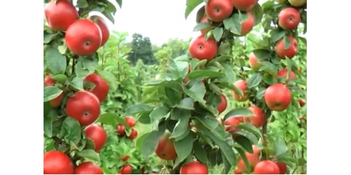 Колонновидные яблони для средней полосы России. За и против.